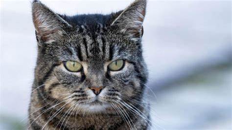 Katze stirbt mit 33: Vielleicht älteste Katze der Welt ist tot