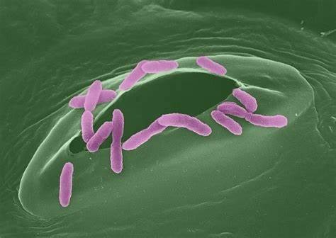 Bacteria use sneaky chemistry to disable plant defenses