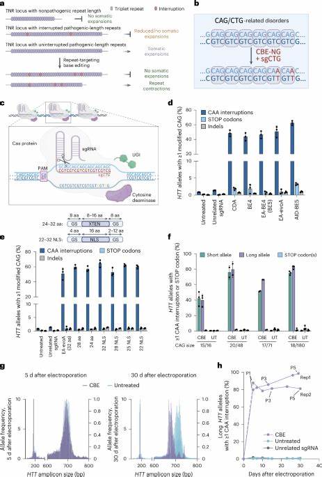 Editing repeats in Huntington's:fewer somatic repeat expansions in patient cells