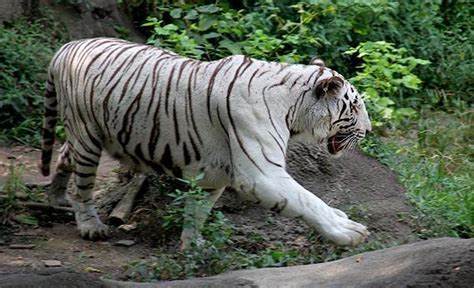 White tiger controversy: Zoos shouldn't raise these animals. (2012)