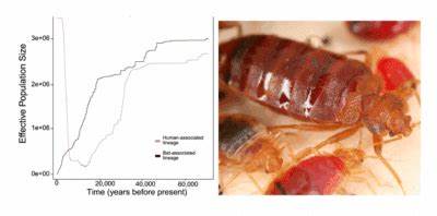 DNA Study Reveals Bed Bugs Were Earth's First True Urban Pests