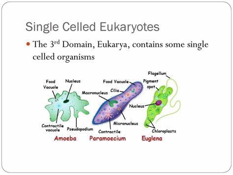 Evolutionary Mystery: Why Do Single-Celled Organisms Commit Self-Destruction?