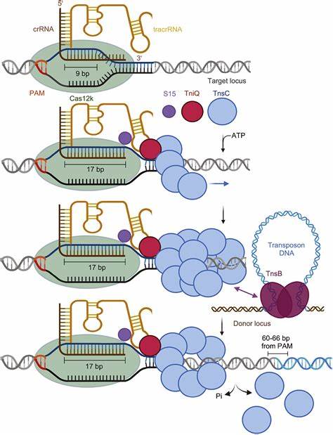 Therapeutic cargo integration into human genome with programmable type V-K CAST