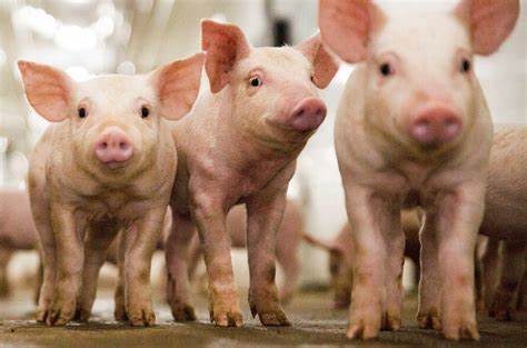 The US FDA just approved the first CRISPR-edited pigs for food