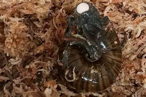 A rare snail is filmed laying an egg from its neck