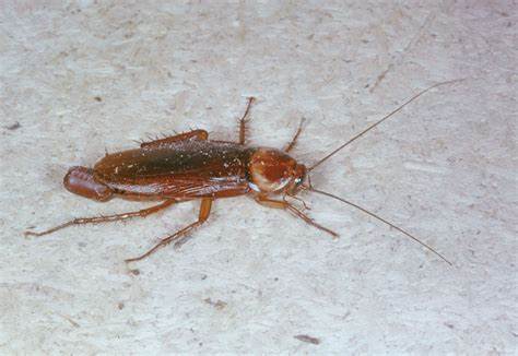 The Mockroach