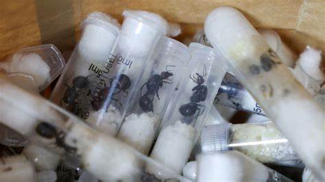 Belgian teens arrested with 5k smuggled ants, Kenya warns new trafficking trends