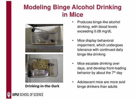 Binge drinking brake found in mouse brains, possible path to treat alcohol abuse