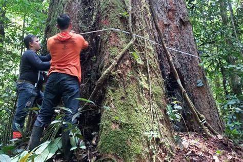 Gold rush moves closer to Amazon's second-tallest tree