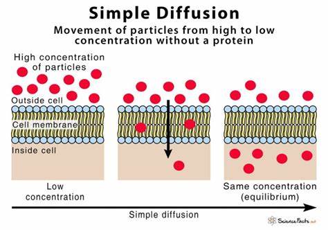 Diffusion Models Explained Simply