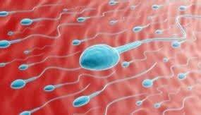Some sunscreen ingredients may disrupt sperm cell function (2016)