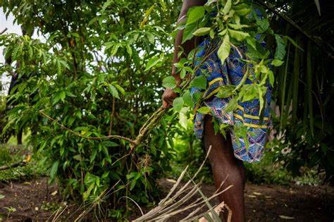 Gabon longs to cash in on sacred hallucinogenic remedy