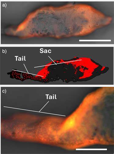 Spider Eye Development Editing and Silk Fiber Engineering Using CRISPR-Cas