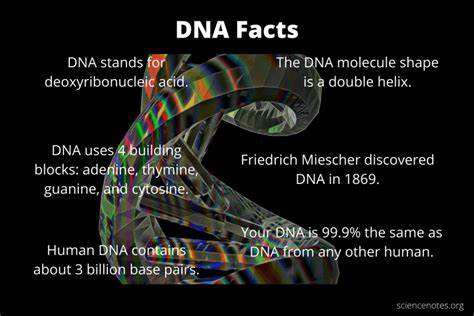 How much information is in DNA?