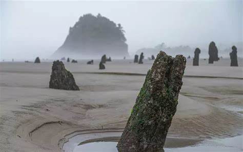 Earthquake could sink parts of Pacific Northwest coast within minutes