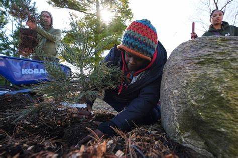 Giant Sequoias Are Taking Root in an Unexpected Place: Detroit