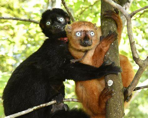 How Changes in Lemur Brains Made Some Mean Girls Nice