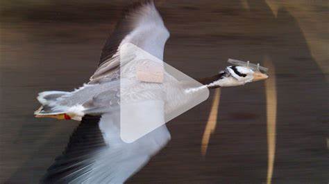 Bird can fly over Mount Everest, wind tunnel experiments reveal