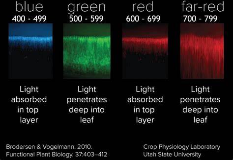 The effects of far-red light on medicinal Cannabis