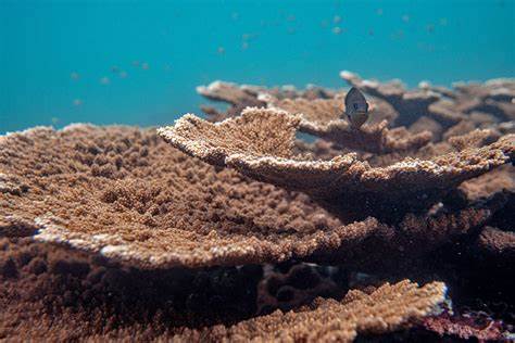 A Honduran reef stumps conservationists with its unlikely resilience