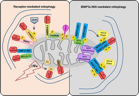 Opam's Nix system dependency mechanism
