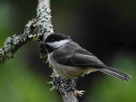 Mountain chickadee chatter: Scientists are decoding the songbird's complex calls