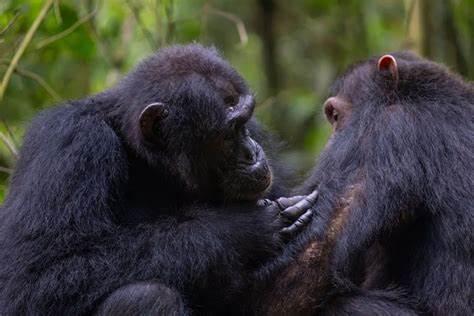 Chimpanzees Perform First Aid on Each Other