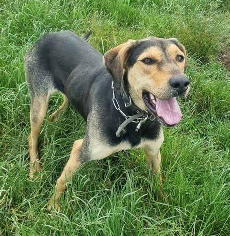 Dog charms construction worker, is adopted after years of neglect