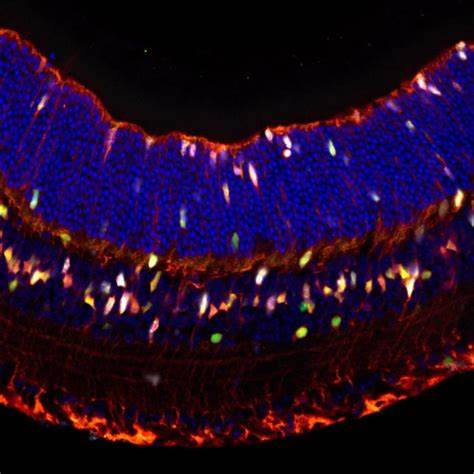 Gene Switch Reboots Sight and Sound: A Breakthrough in Sensory Regeneration