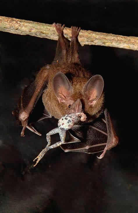 Young bats learn to be discriminating when listening for their next meal