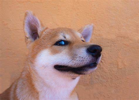 Könnte Shiba Inu 99 % seines Wertes verlieren? - Der bunte Narr
