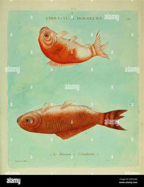 Gilded Fish: Illustrations of Histoire naturelle des dorades de la Chine c.1780