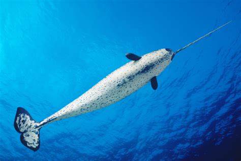 Narwhals