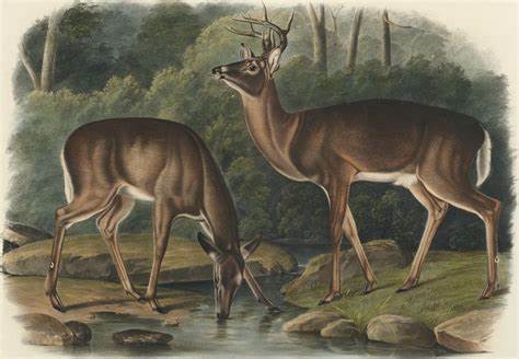 The rise and fall – and rise again – of white-tailed deer