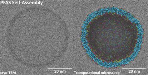 Insight into the Self-Assembly Behaviors of Per- and Polyfluoroalkyl Substances