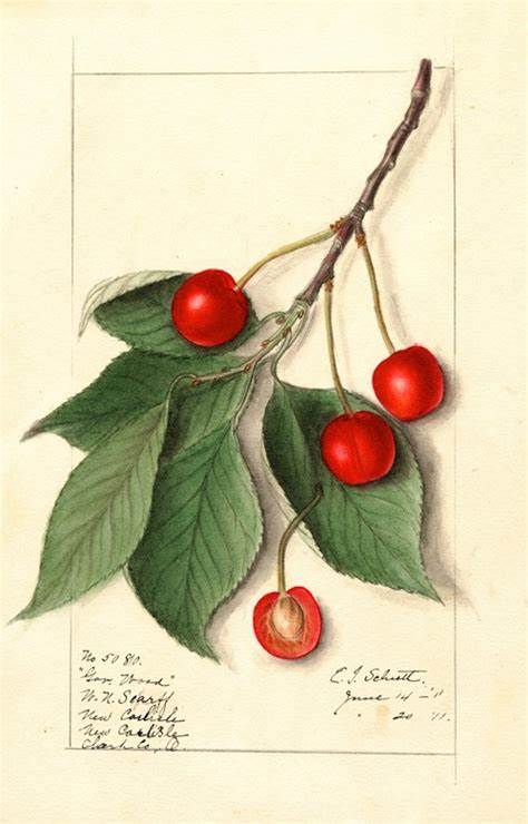 USDA Pomological Watercolors