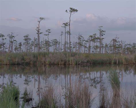 Ghost forests are growing as sea levels rise
