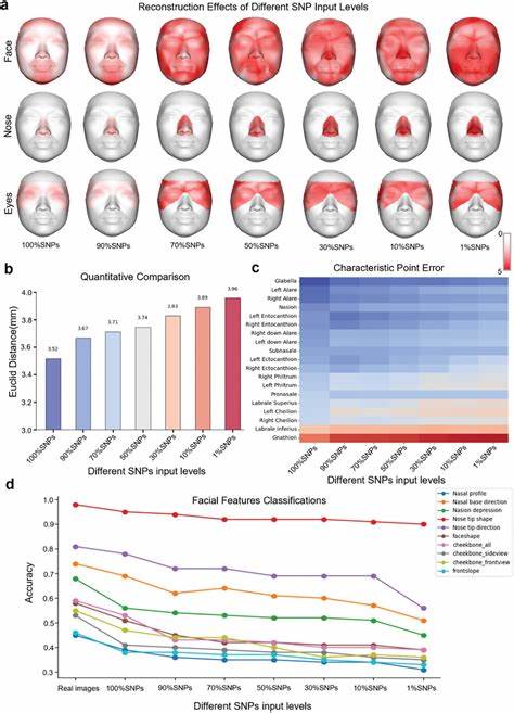 De Novo Reconstruction of 3D Human Facial Images from DNA Sequence