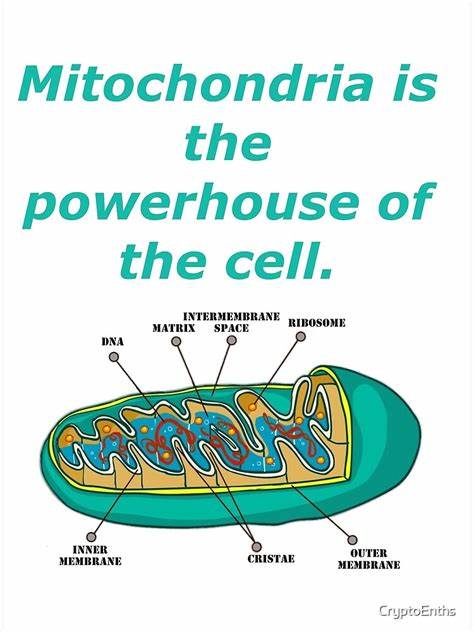 Mitochondria Are More Than Powerhouses–They're the Motherboard of the Cell