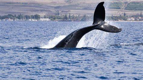 Bitcoin Whales Seem to Be Calling a Top as BTC Price Consolidates