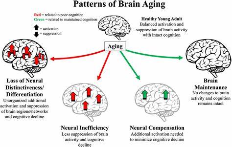 New study links depression to accelerated brain aging