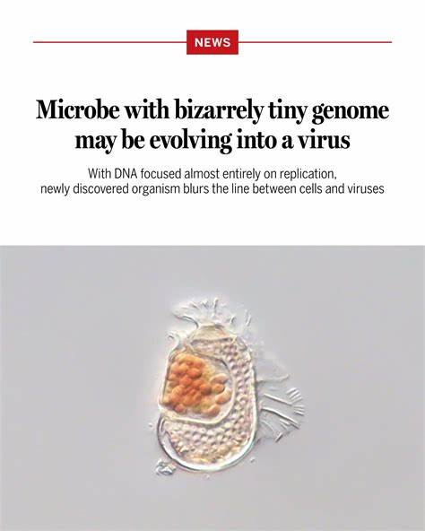 Microbe with tiny genome may be evolving into a virus