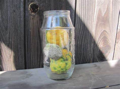DIY Penicillin