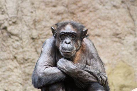 Functional Programming in Bash: Harnessing the Power of Simplicity