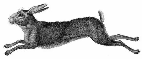 Cut Across, Hare