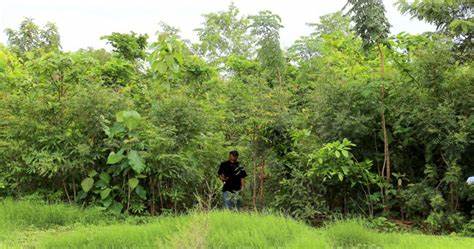 The Japanese method of creating forests comes to Mexico