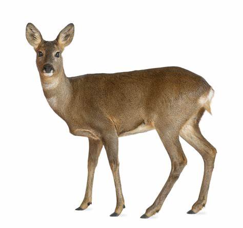 Why Prey Animals Are Some of the Most Badass Creatures on the Planet (2013)