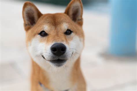 13,447 Reasons to Avoid Shiba Inu Like the Plague - The Motley Fool
