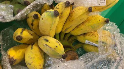 Am I a banana? An experiment with real-time banana detection