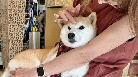 Meme Coin Drama Erupts Over Dogecoin Pup Owner’s New Shiba Inu Neiro - Decrypt